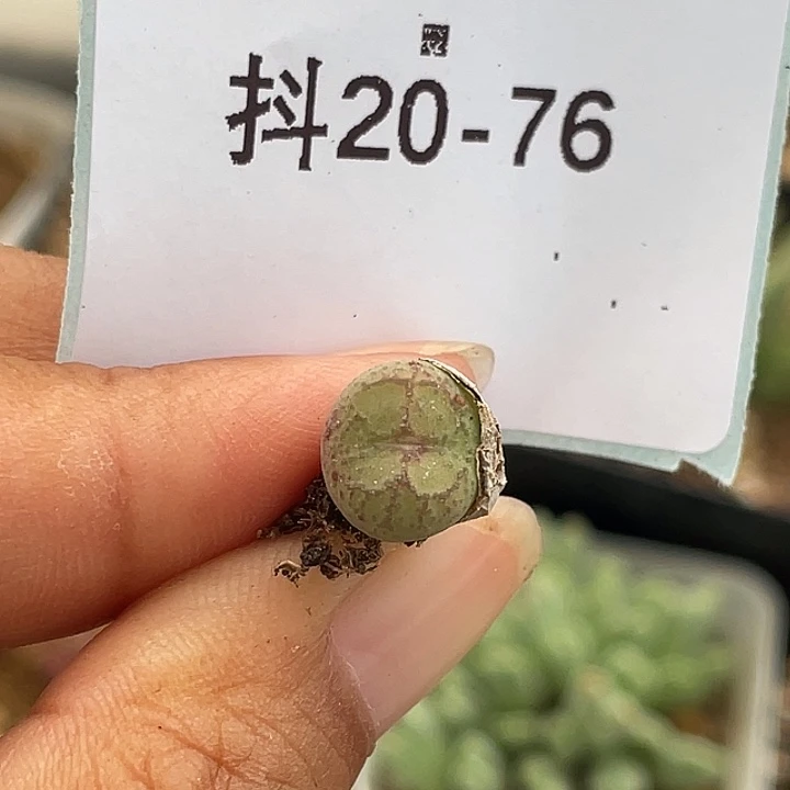 20-76小猴多肉植物