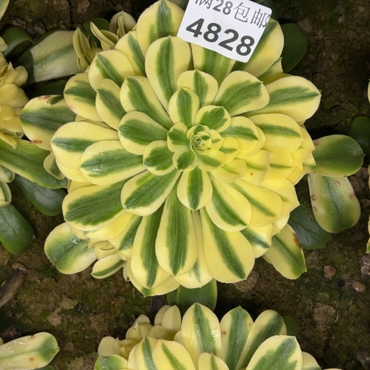 4828南雪莲多肉植物