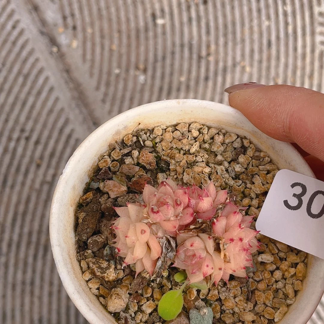303。麦秆。