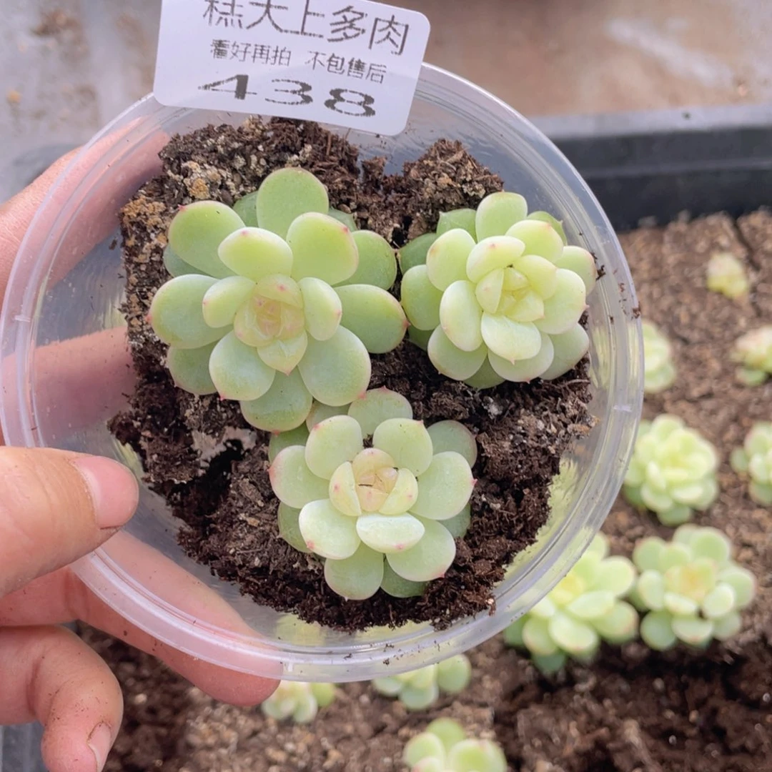 糕大上多肉植物438