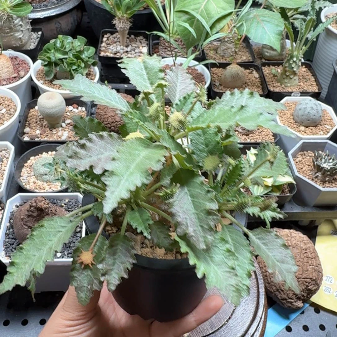 霍武德琉桑473仙人球