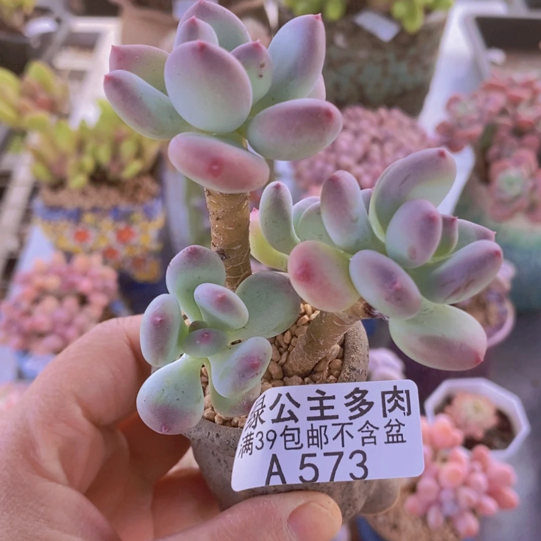 苹果奶6cm573多肉植物