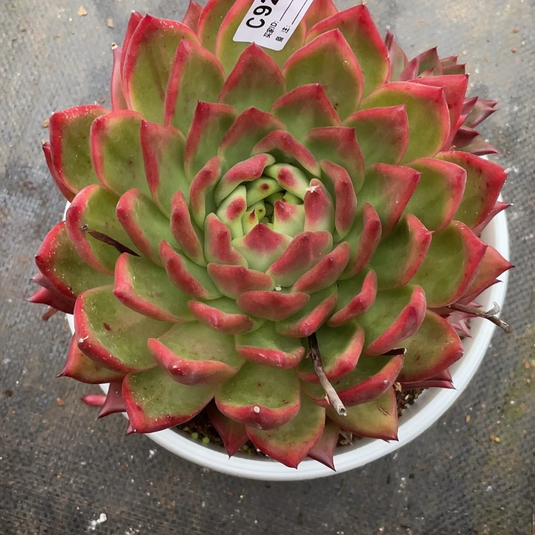 若如东云单拍C928