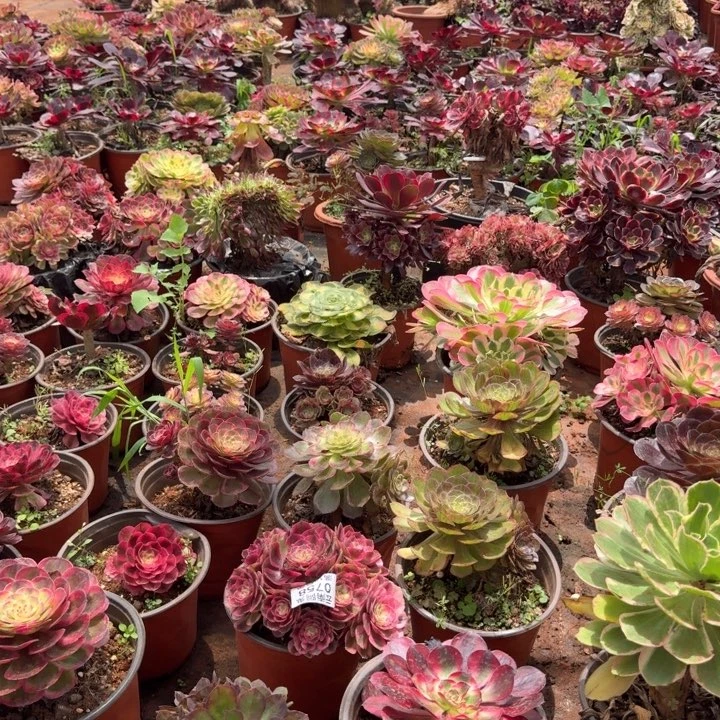 五颗品种发货啊啊啊