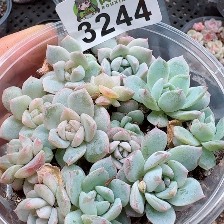 千**鸟多肉植物多肉植物