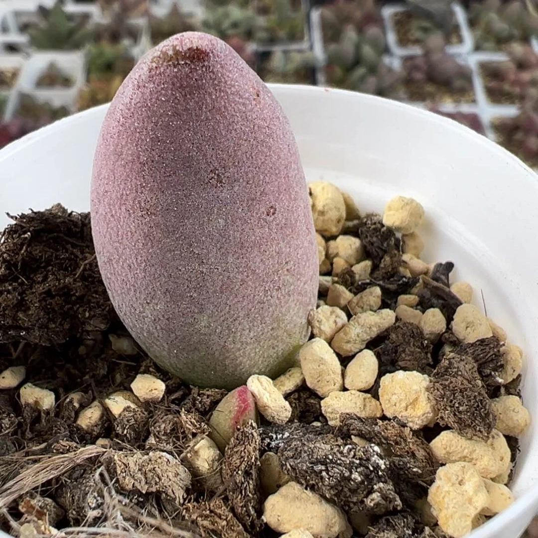 仙桃大苗多肉植物水泡