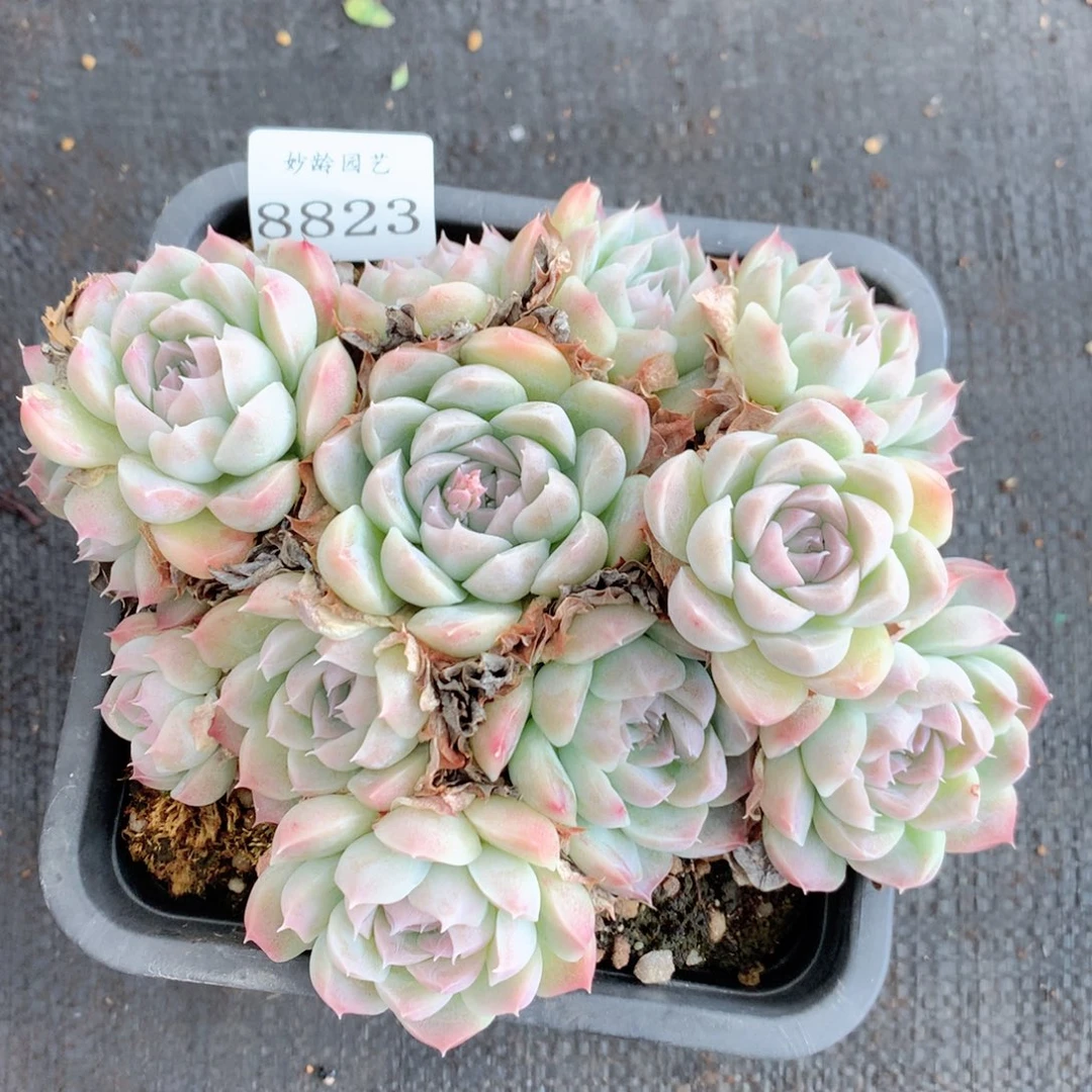 8823杂交多肉植物基地