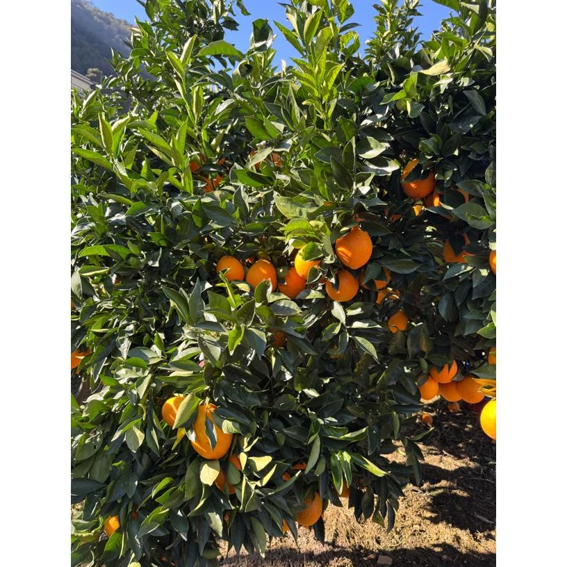 云南禄劝岔河脐橙顺丰包邮