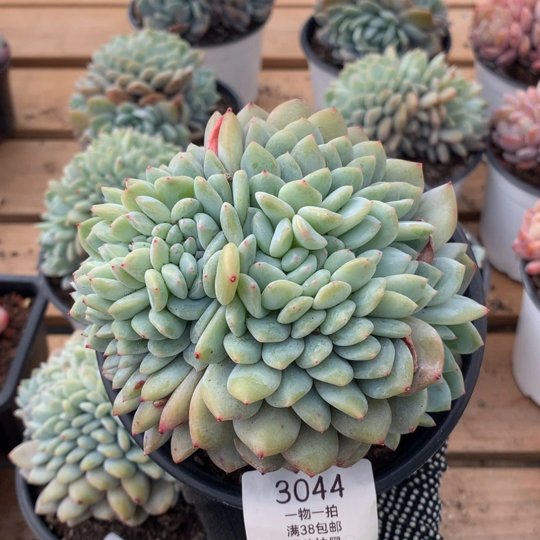 12.5厘米星影缀3044