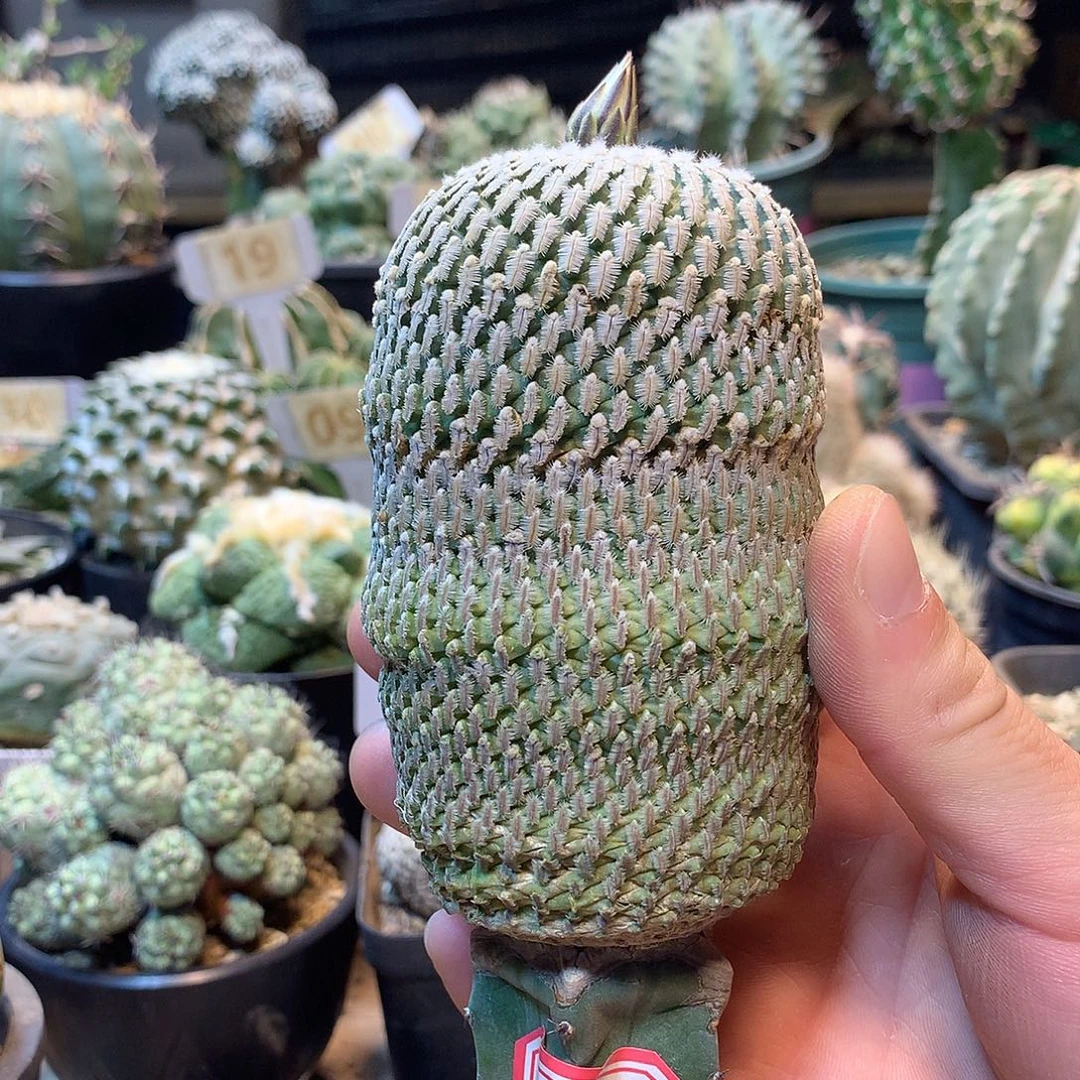 金巧垫