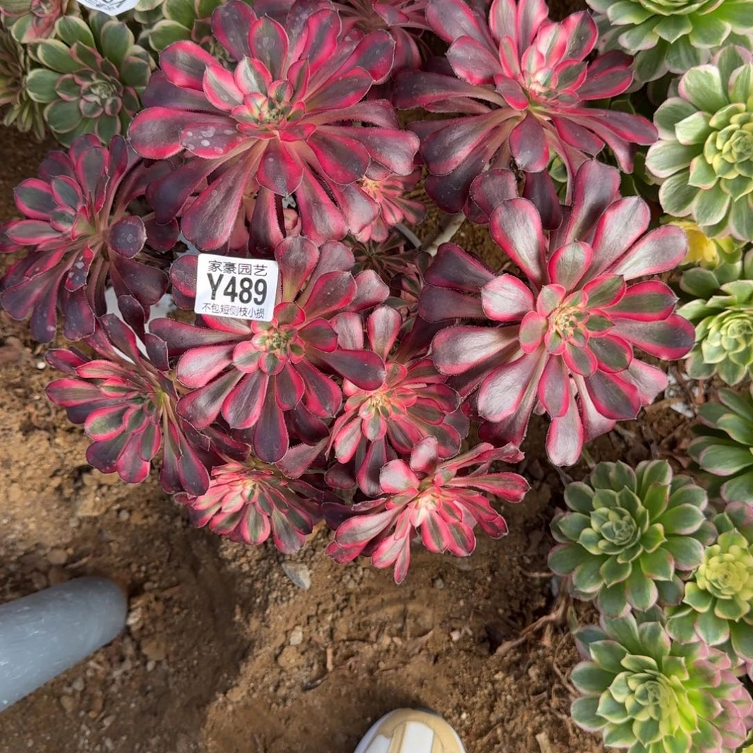 489丽娜官服25左右2