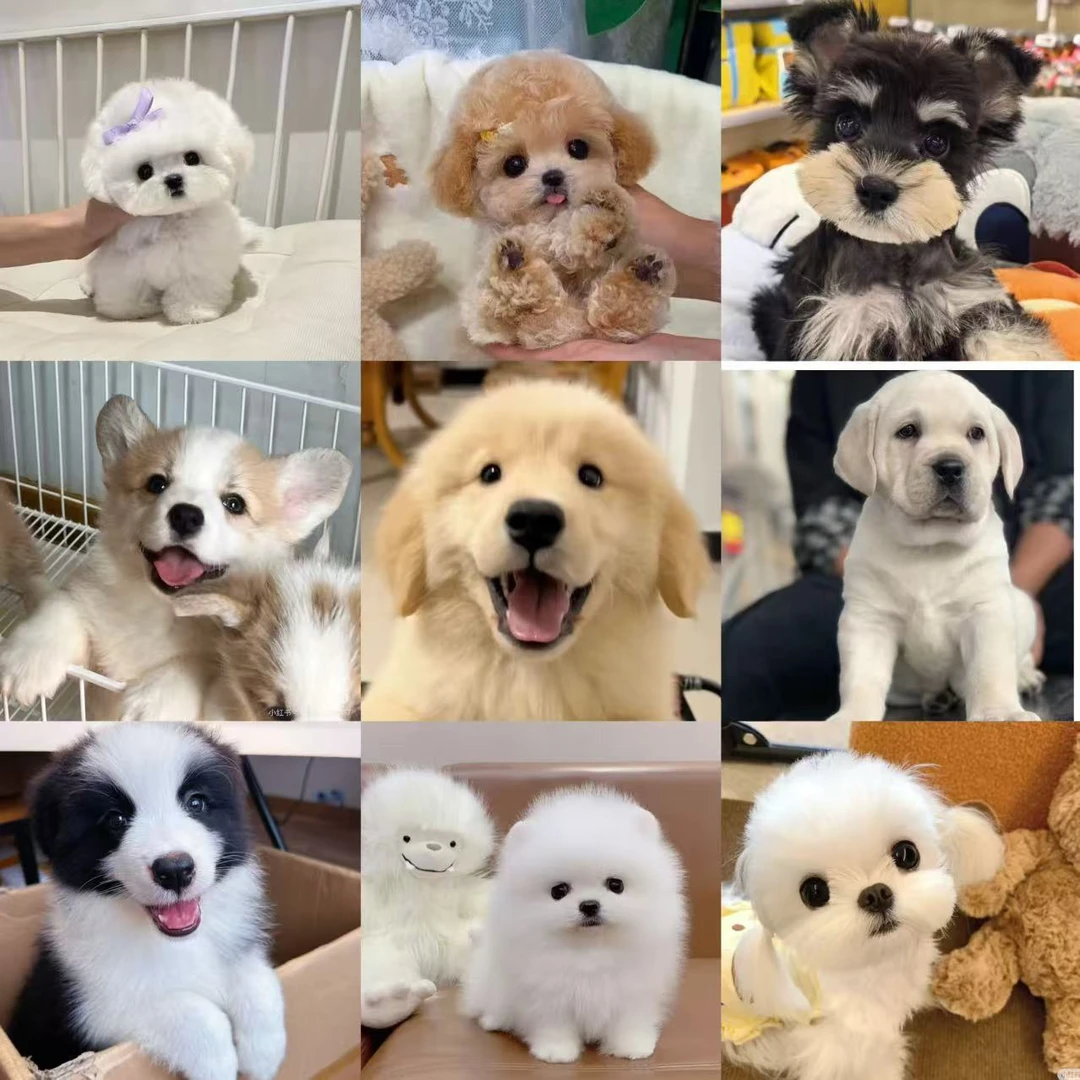 （资阳旺旺宠物超市）宠物猫狗全款链接