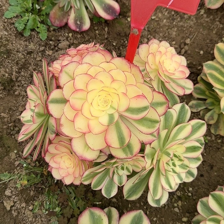 艳*1-29倾城多肉法师