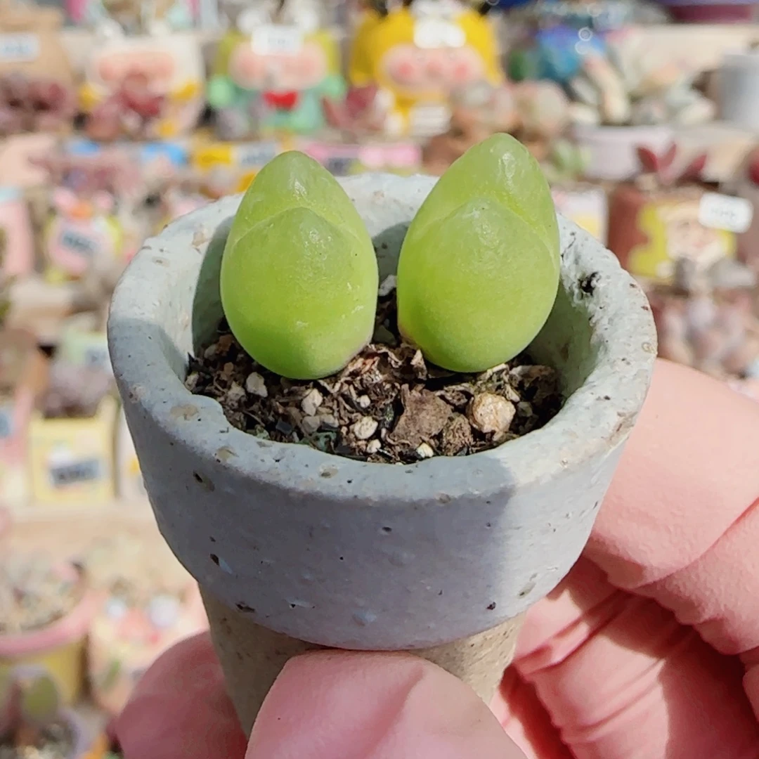 毛翠无毛版 盆口2.5cm