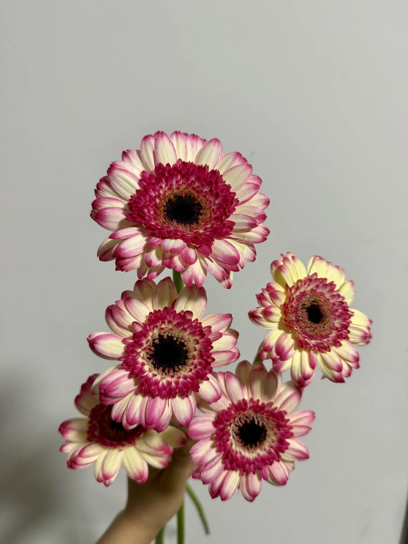 欢乐时光--非洲菊10支--（实物以直播间展示为准）