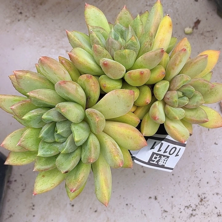 红象牙10111多肉植物