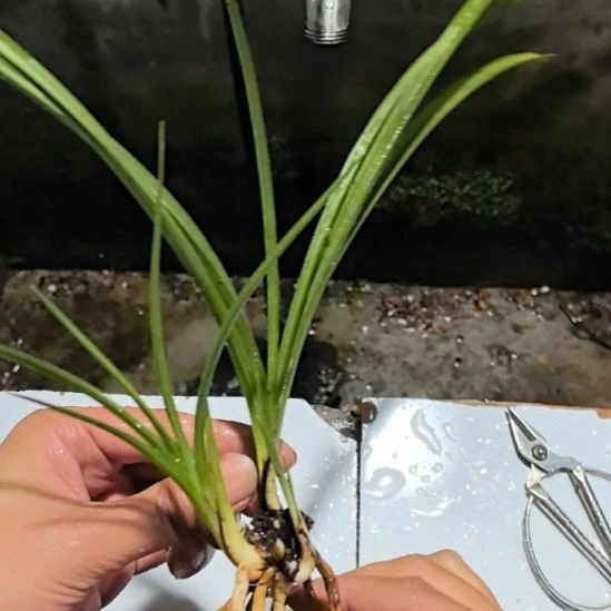 完全开放天青素引种