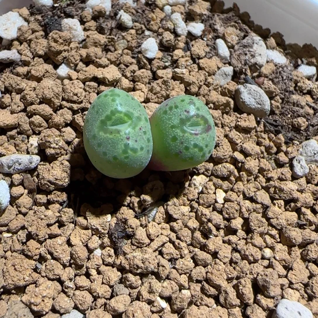 肉锥多肉植物组合-斑马163
