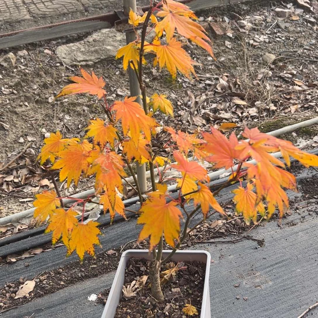不开花植物62帕堤弗