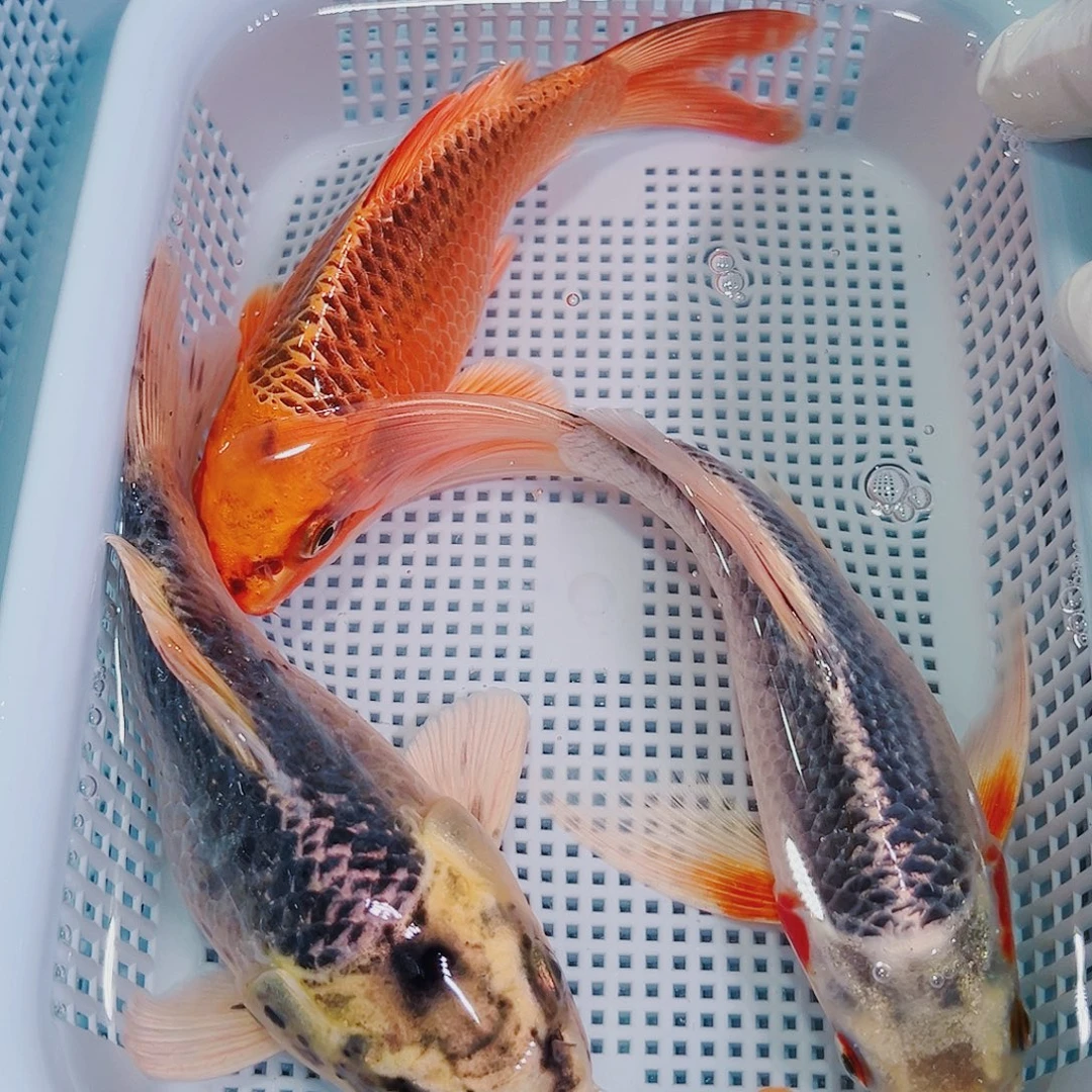 锦鲤锦鲤冷水鱼观赏133