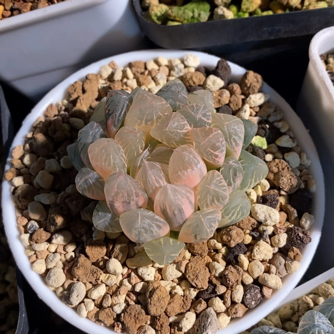 一颗实生糊斑玉露锦 新年福利