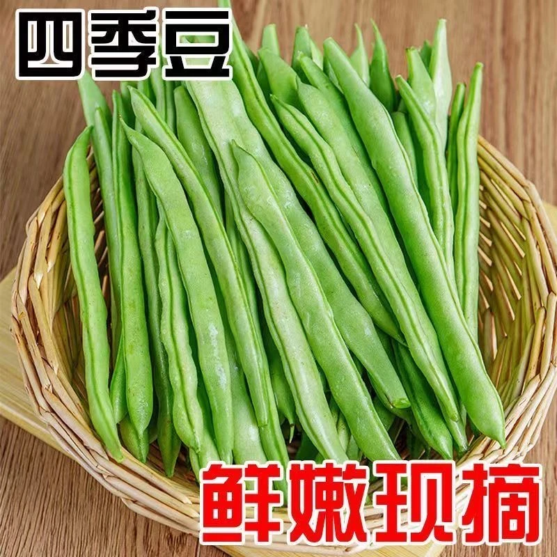 【新鲜四季豆】豆角贵州新鲜现摘四季豆农家自种应季长扁芸豆蔬菜