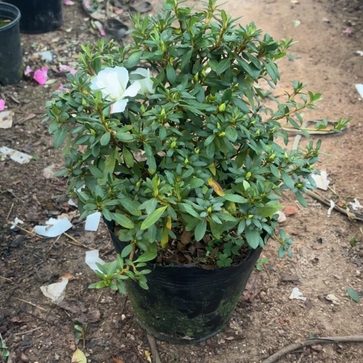 完全开放五宝绿珠