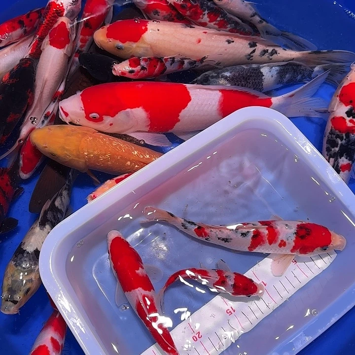 陌***明海水鱼个又一个结构性改革