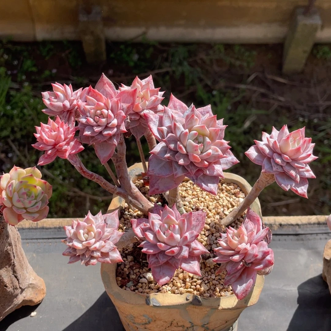 粉蓝鸟多头老桩群