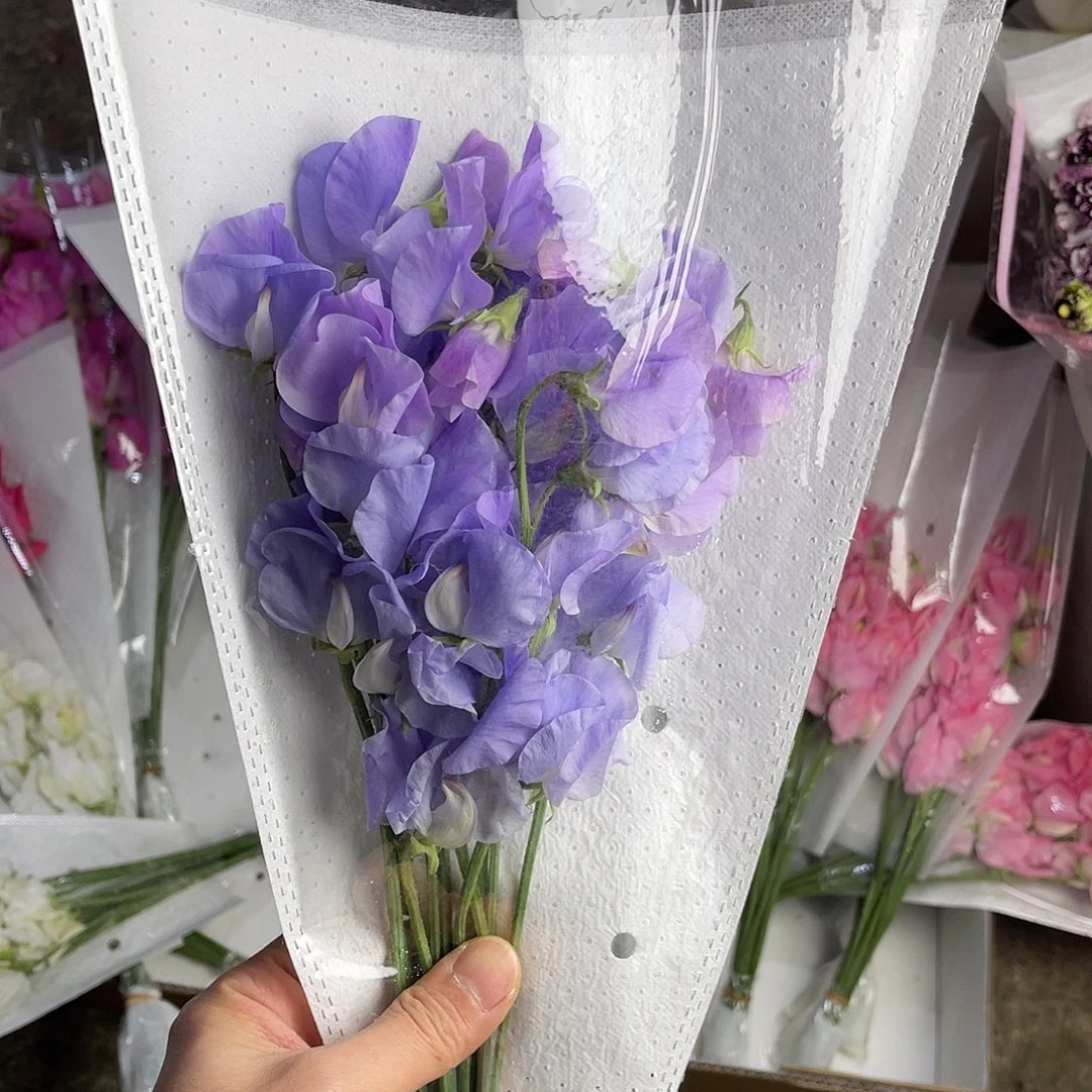 完全开放香豌豆（香芋紫）一扎