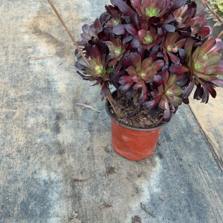 20多肉多肉多肉多肉多肉