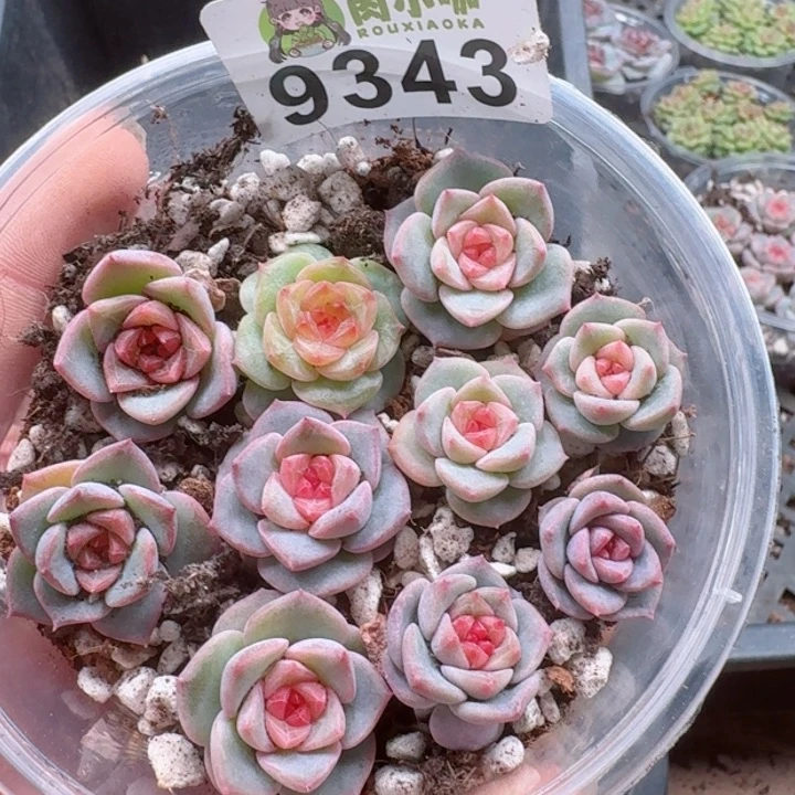 多肉植物多肉植物