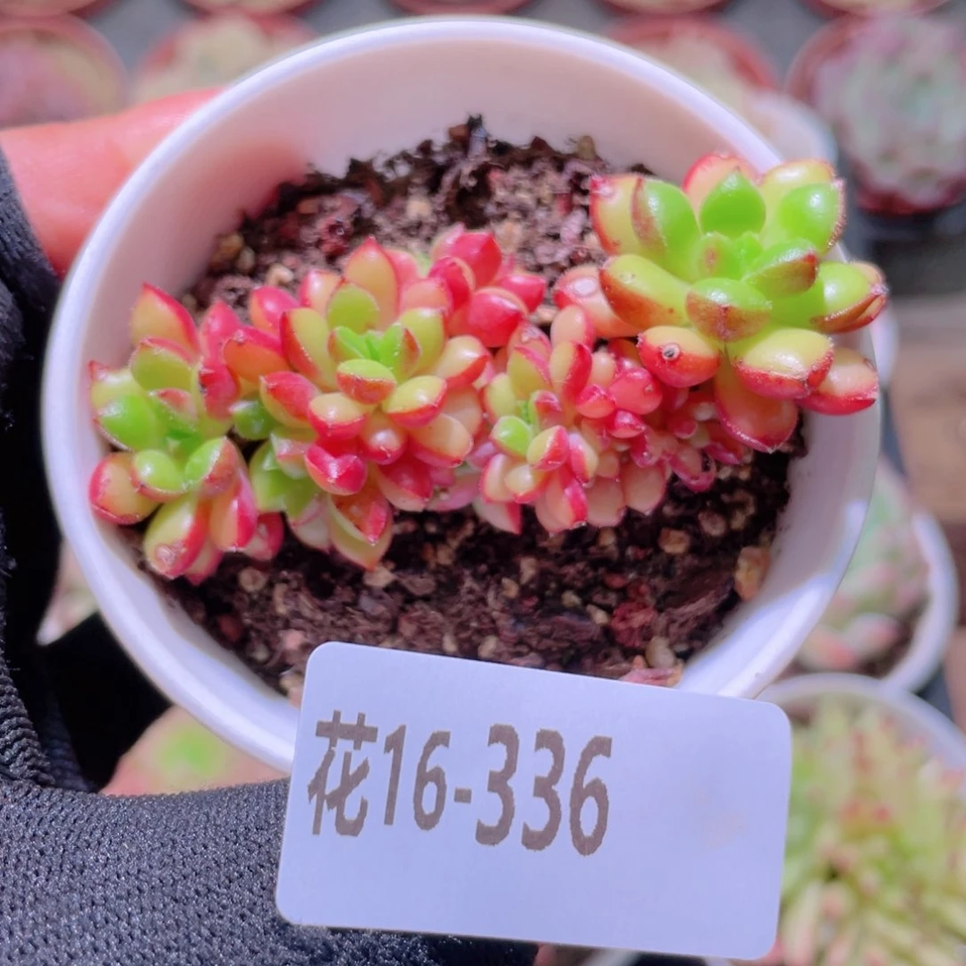 花利美16-336红唇缀化