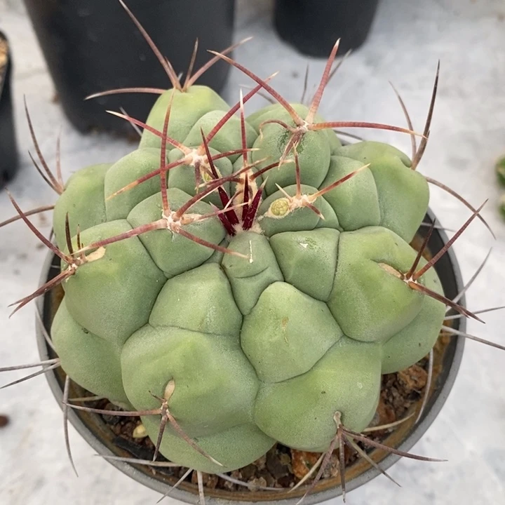 完全开放仙人球仙人球