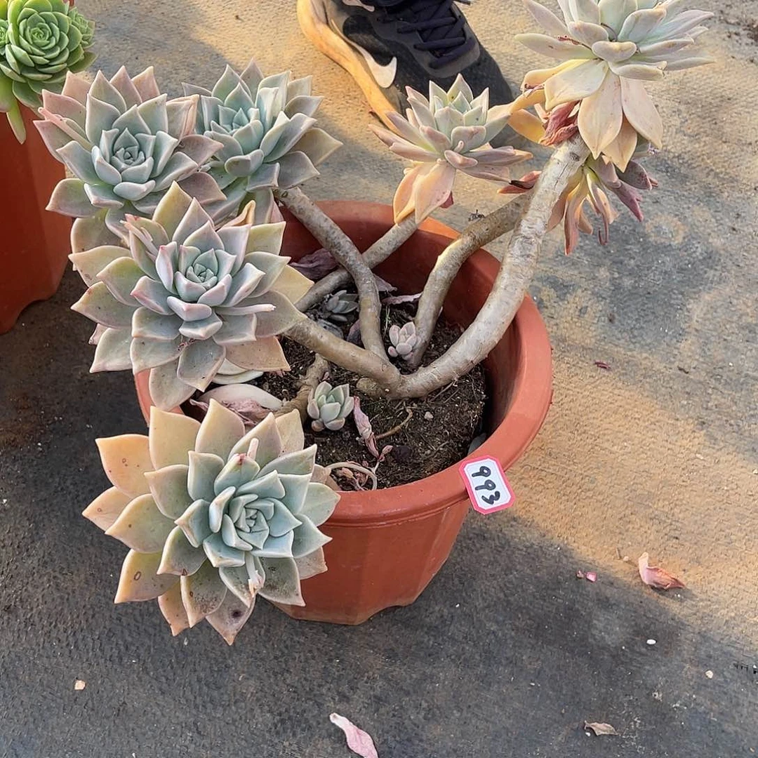 993血色黄昏 一物一拍多肉