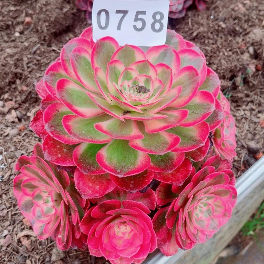 荔枝多肉发货发货