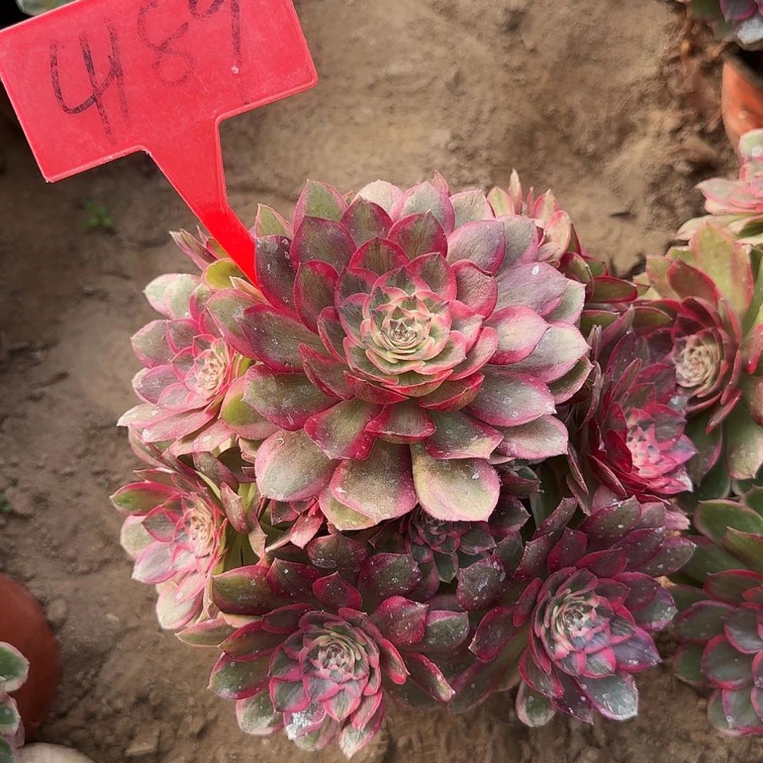 4189云荷多肉法师