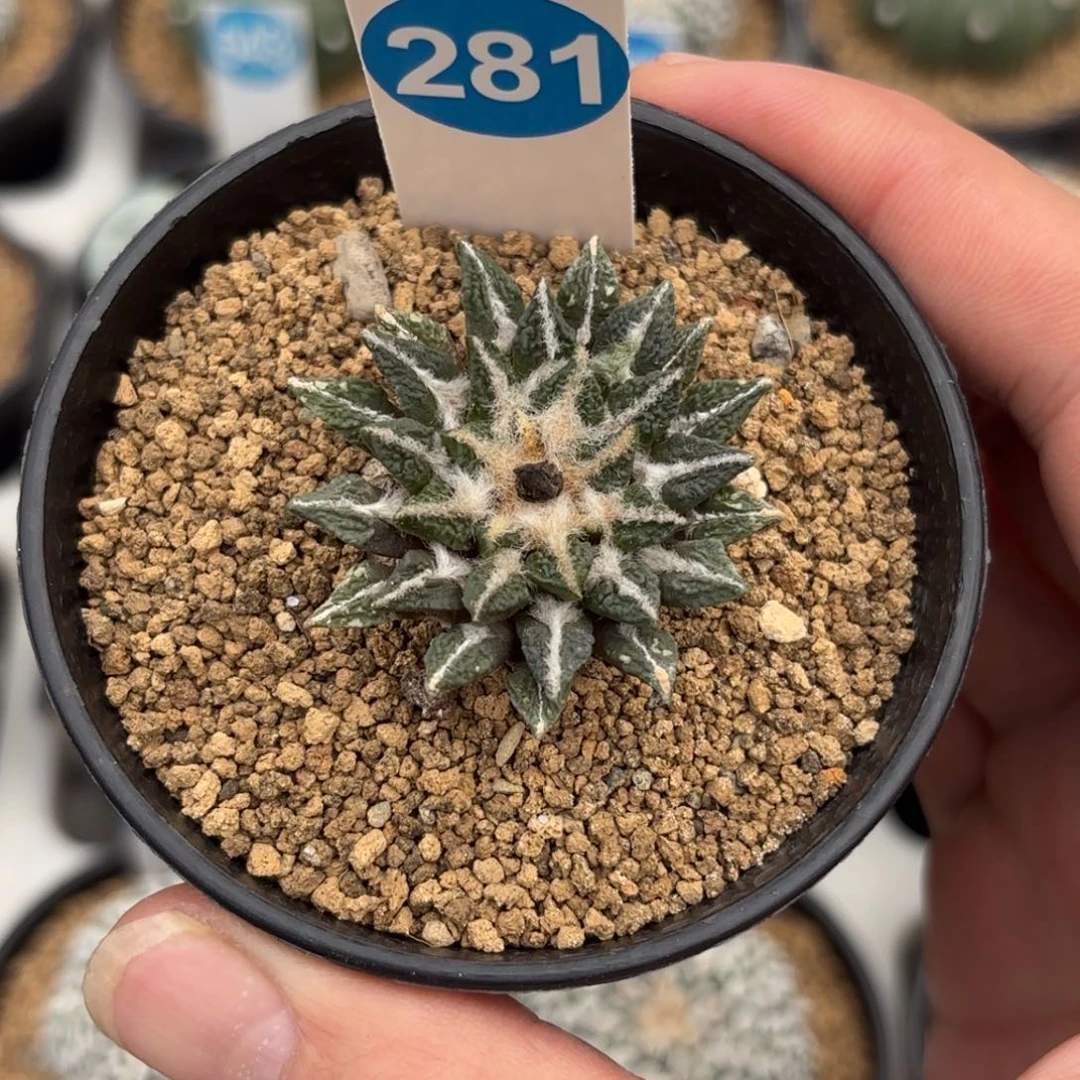 281实生黑牡丹带盆带土发货