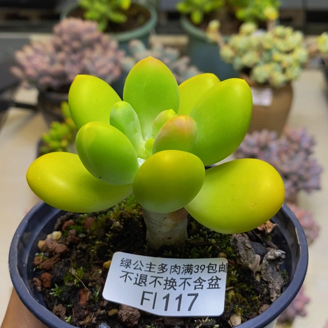 117金蟾芒果奶多肉5cm