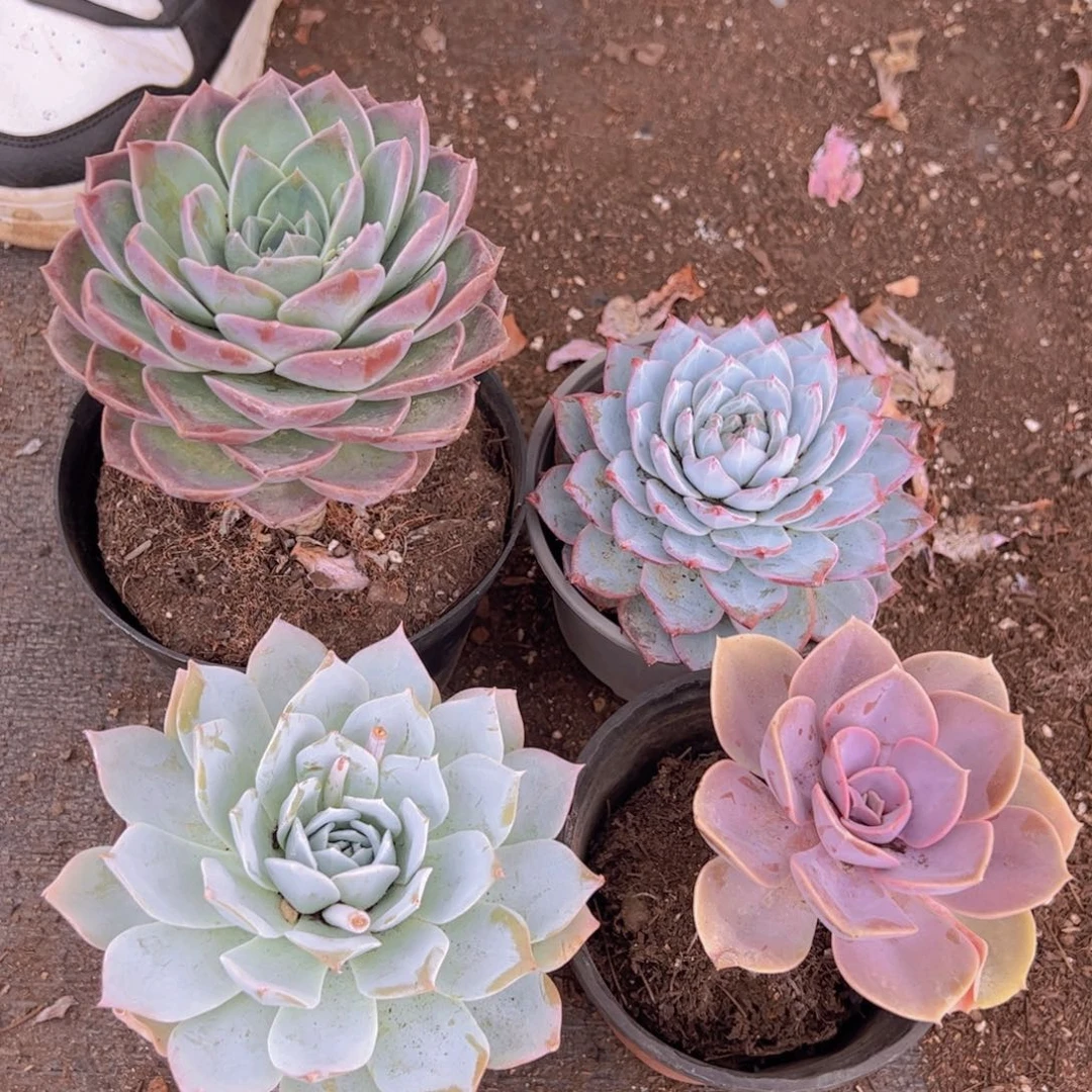 薄叶蓝鸟，粉蓝鸟，紫珍珠，原始哈利沃森单头各一