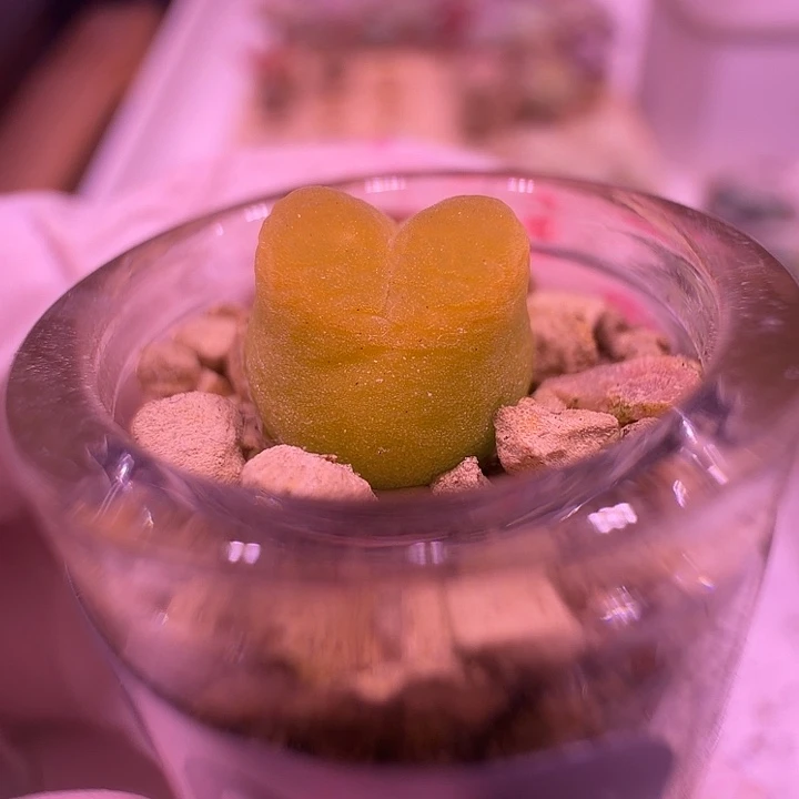 002号绝绝子黄色毛毛带瓶土发货一物一拍