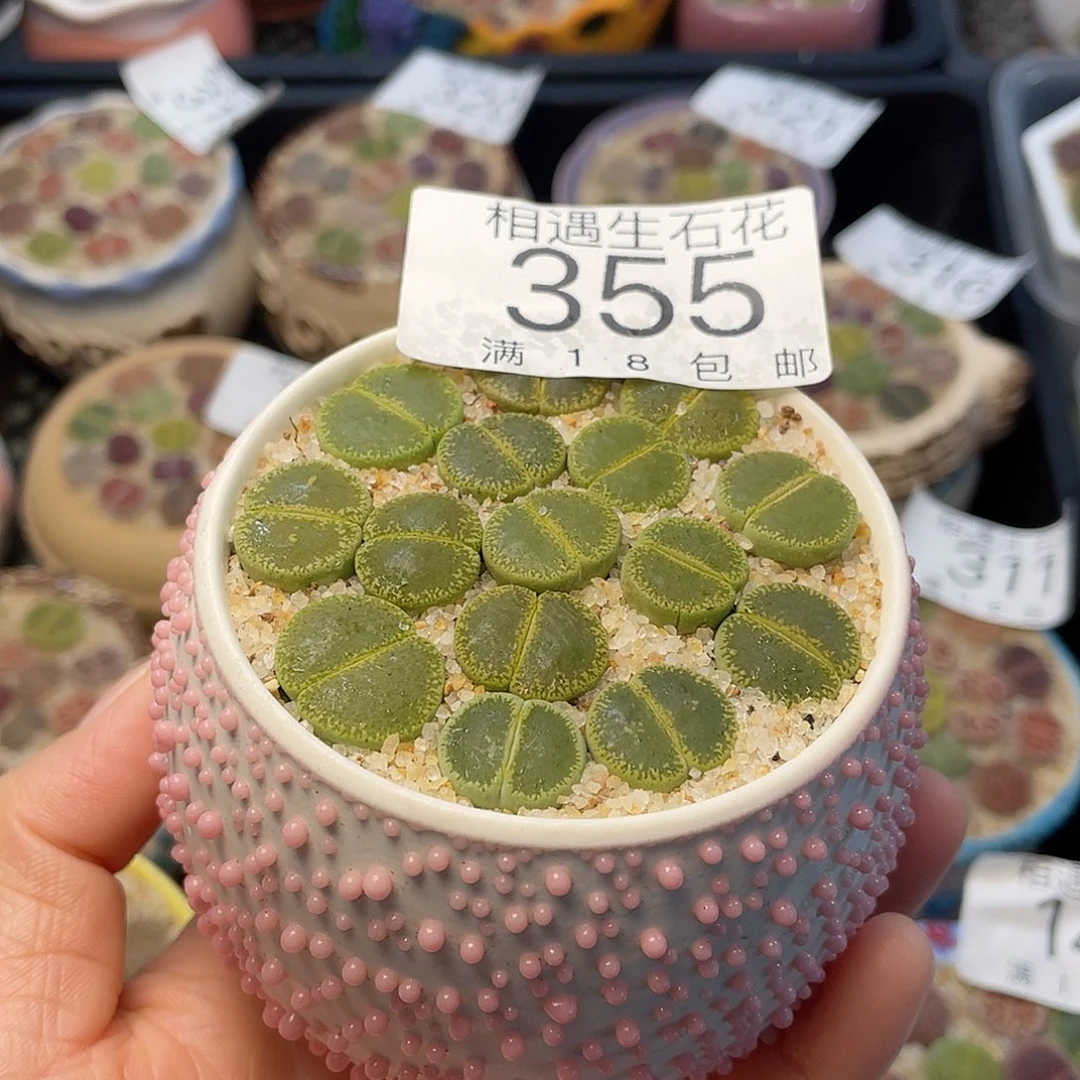 相遇开播福利355