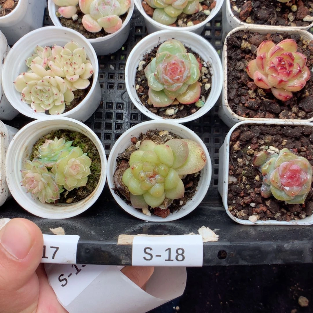 无花朵S18一英语英语