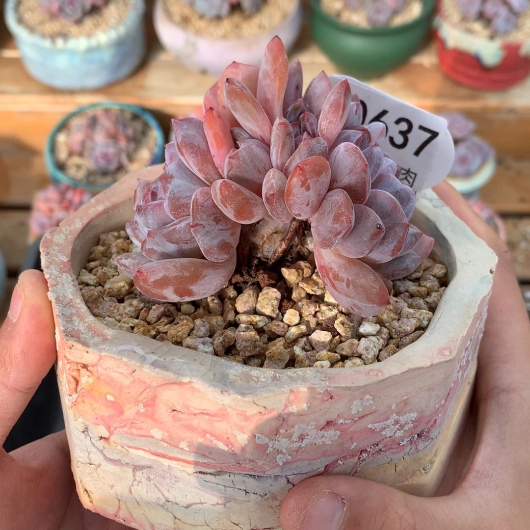 A0637 开播福利 蒙特橙梦露朵缀 实生 8.5cm