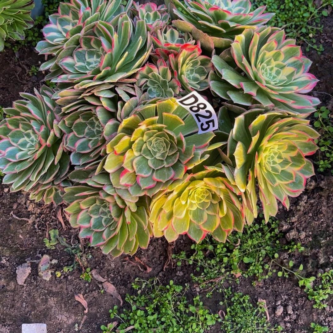 海燕法师26////-36包邮