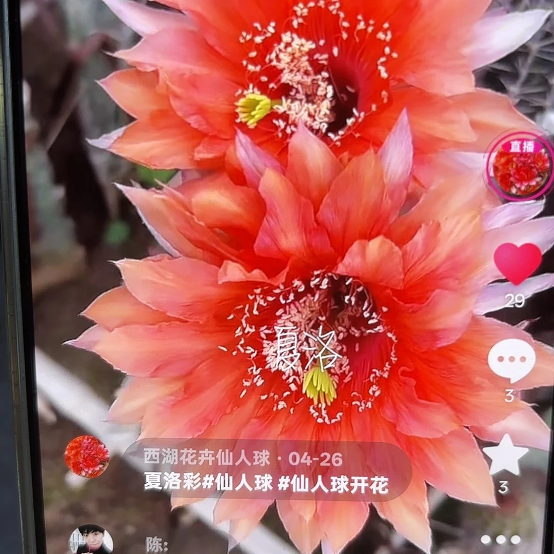 夏洛彩侧牙20包邮仙人球7