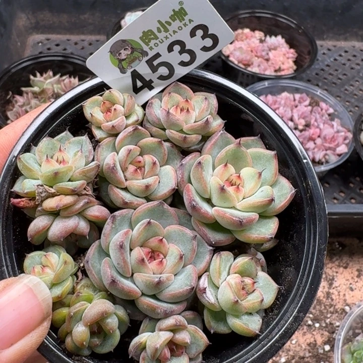 多肉植物多肉植物