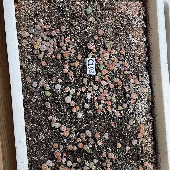 生193石花整框脱土发货不售后