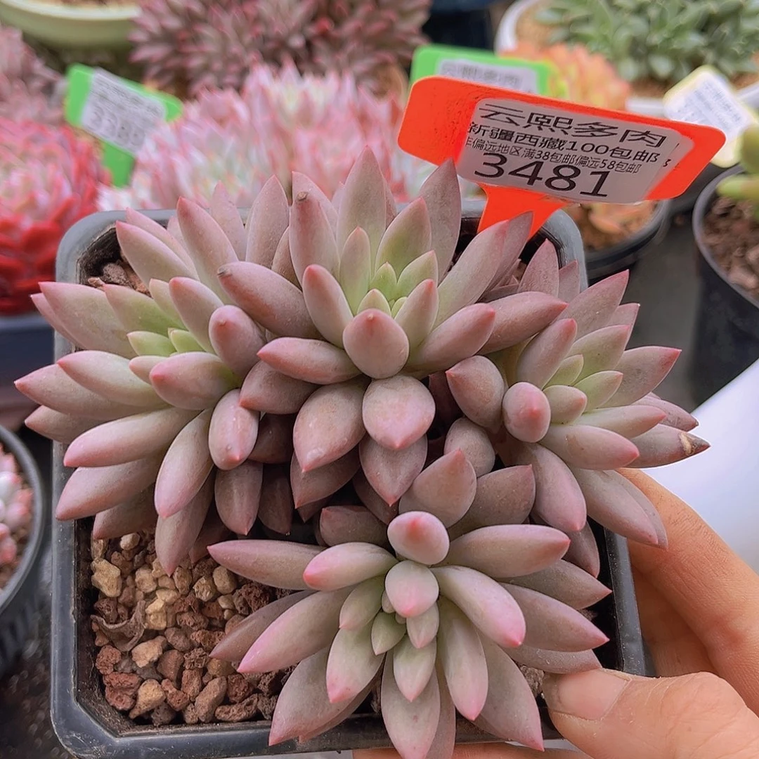 3481红蜻蜓多肉植物