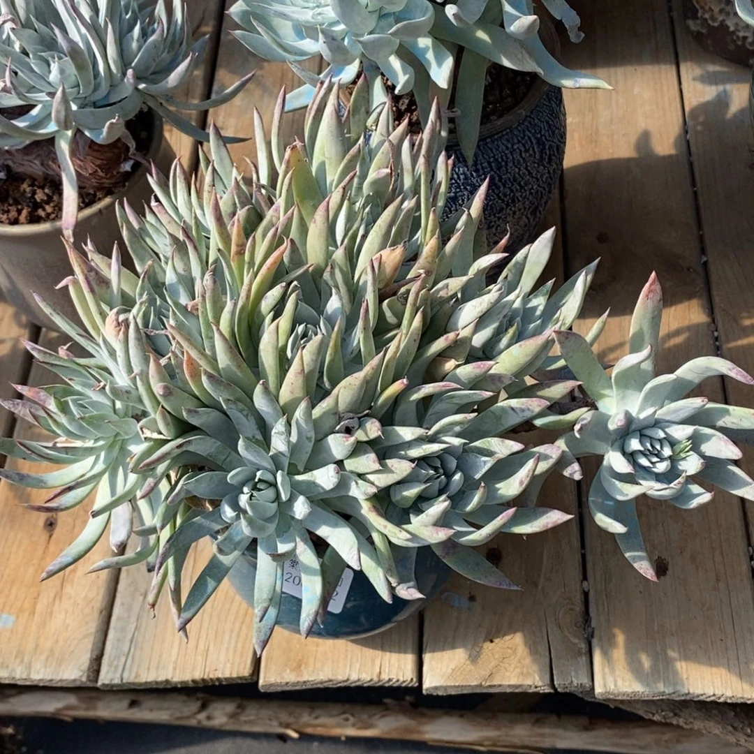 152号流丹杂大群瑕疵